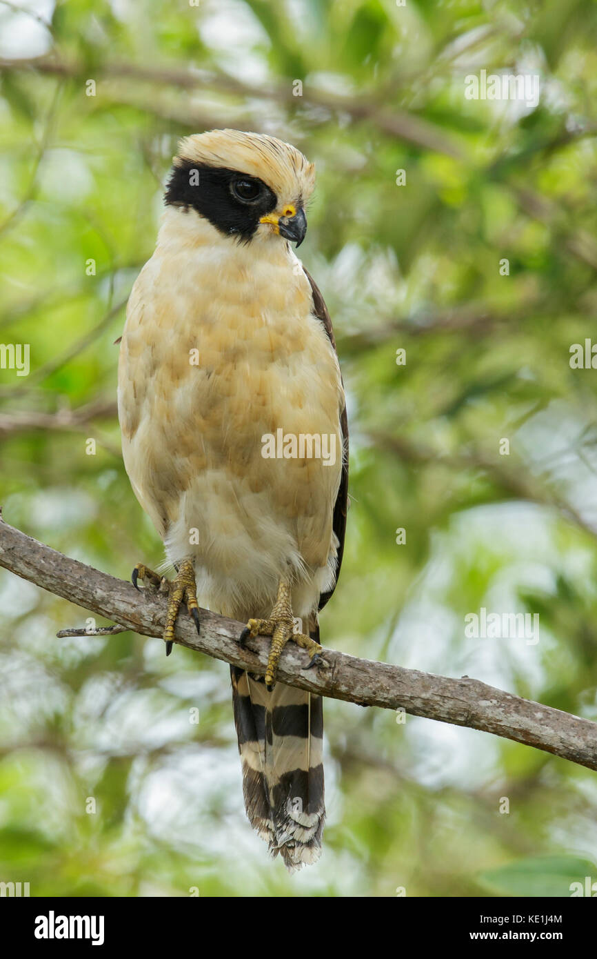 Ridere Falcon (herpetotheres cachinnans) appollaiato su un ramo nelle praterie della Guyana. Foto Stock