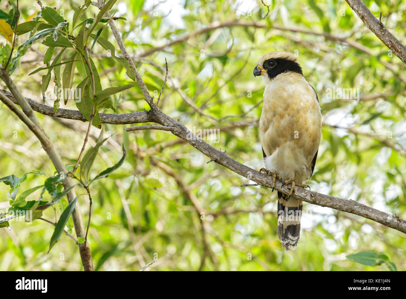 Ridere Falcon (herpetotheres cachinnans) appollaiato su un ramo nelle praterie della Guyana. Foto Stock