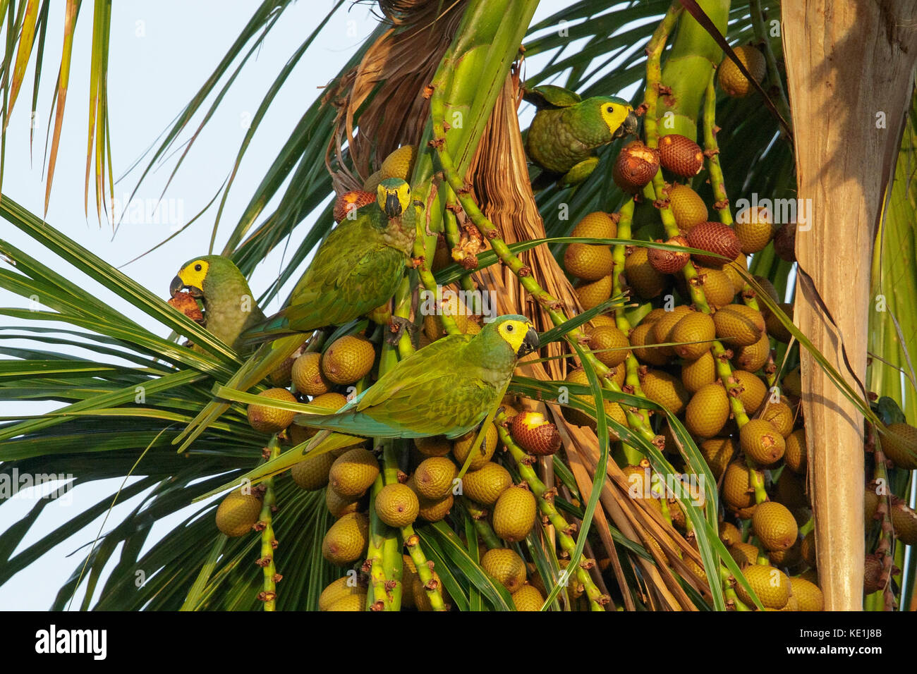 Appollaiato su un ramo nelle praterie della Guyana Foto Stock
