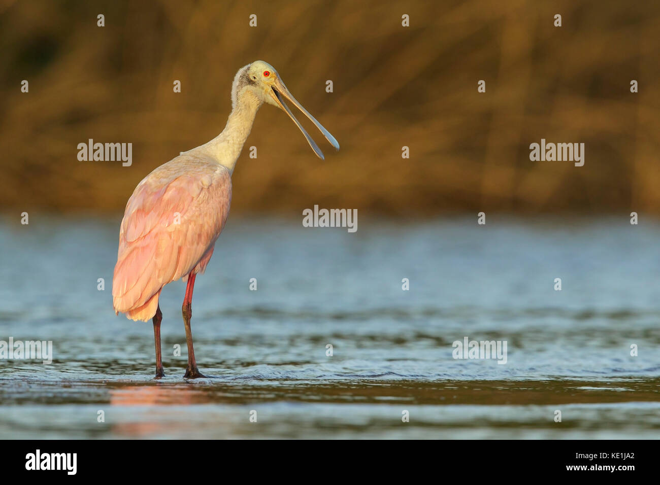 Roseate Spatola (Platalea ajaja) alimentazione in un fiume nelle praterie della Guyana. Foto Stock