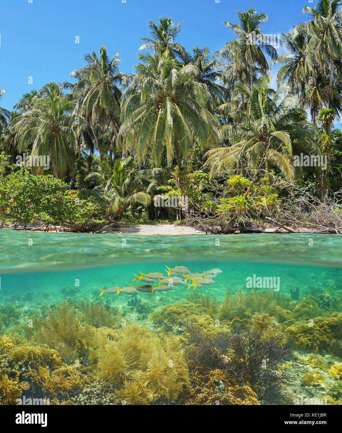 Al di sopra e al di sotto della superficie dell'acqua sulla spiaggia selvaggia shore con coralli e pesci, subacqueo il mare dei Caraibi, panama, zapatilla isole Foto Stock