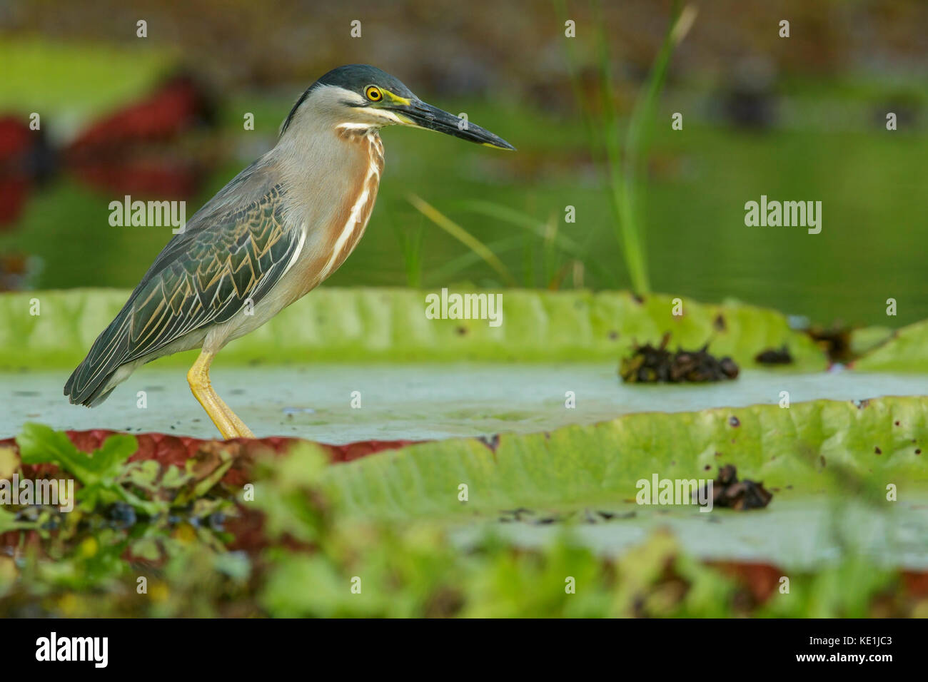 Airone striato (Butorides striatus) alimentazione in un fiume nella foresta pluviale della Guyana. Foto Stock