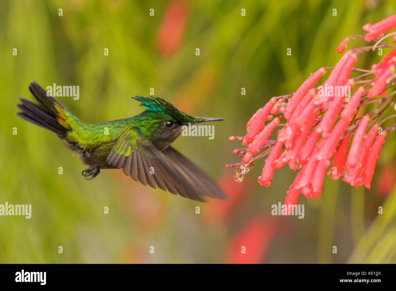 Antillean crested hummingbird (Orthorhyncus cristatus) battenti e alimentando ad un fiore sull'isola caraibica della Martinica. Foto Stock