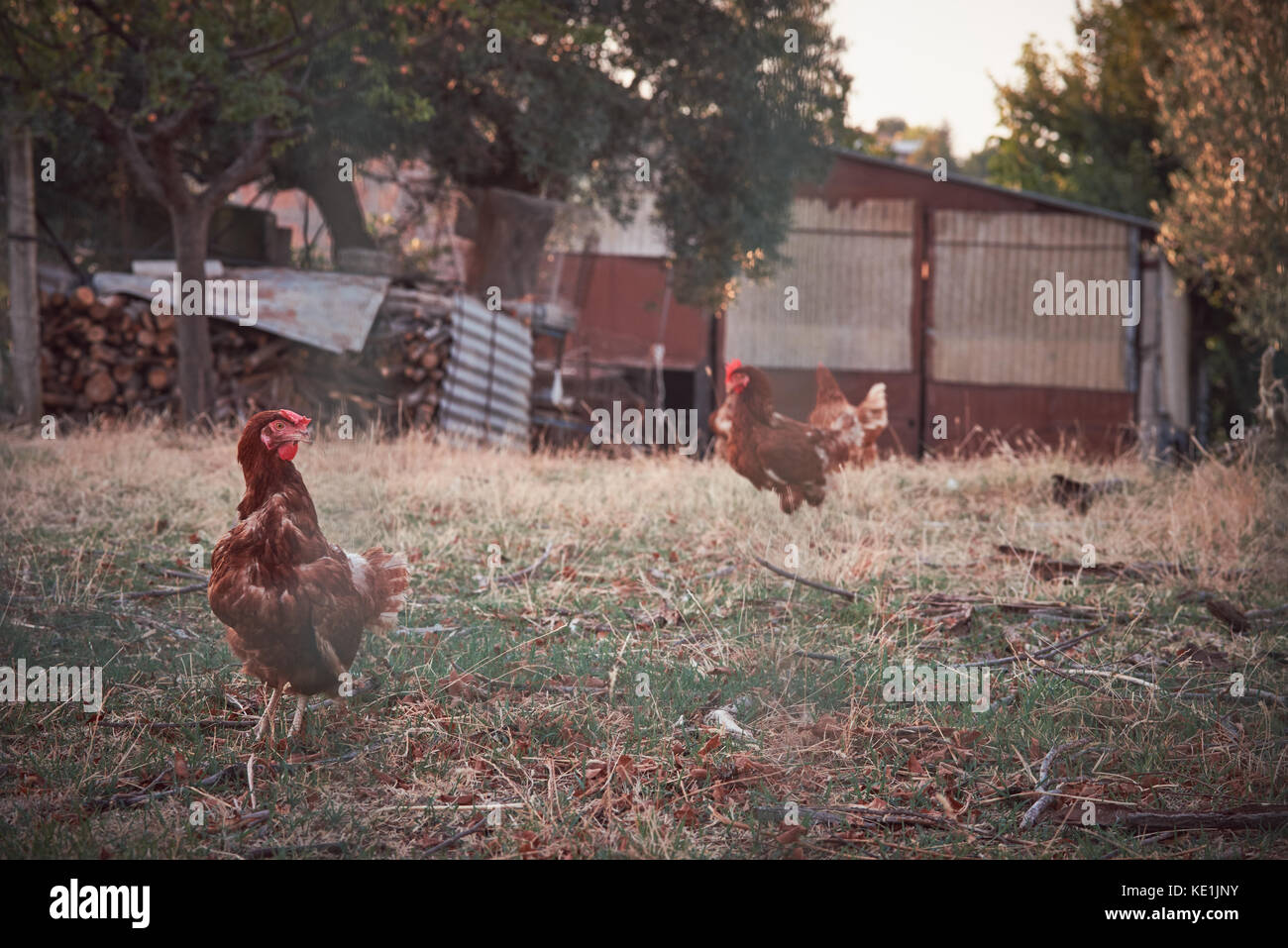I polli in una fattoria Foto Stock