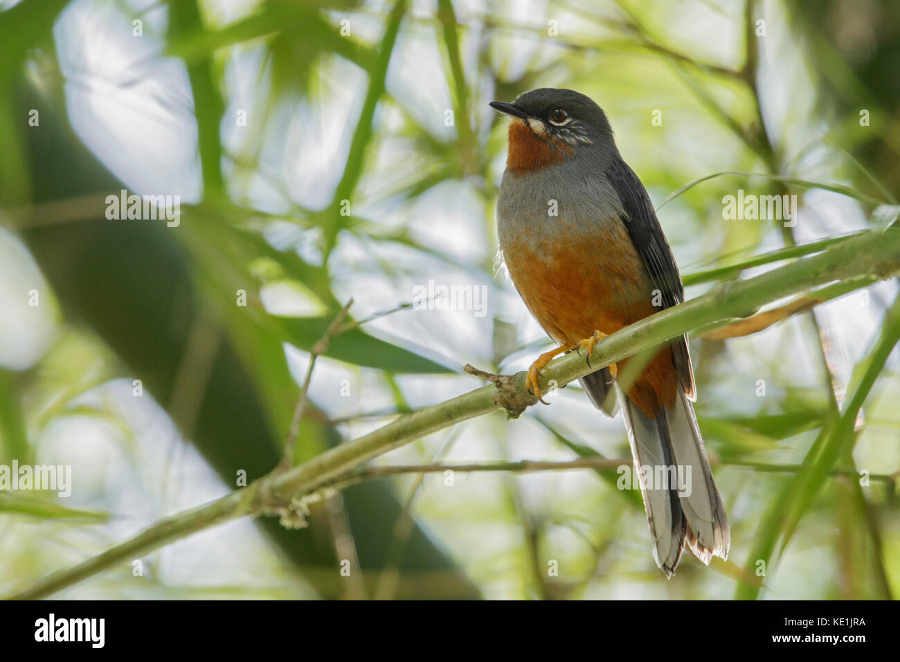 Rufous-throated Solitaire (Myadestes genibarbis) appollaiato su un ramo sull'isola caraibica della Martinica. Foto Stock