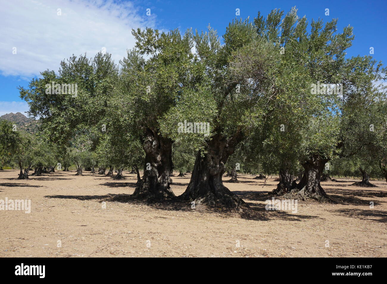 Campo di ulivi secolari in Spagna, mediterraneo, rose, Girona, Catalogna Foto Stock