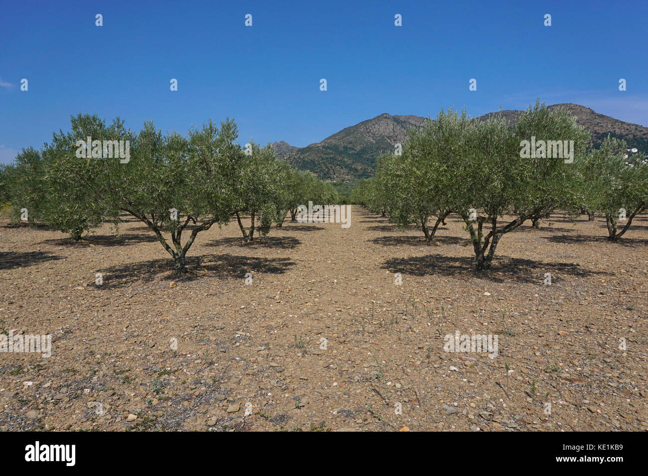 Campo di olivi allineati in Spagna, mediterraneo, rose, Girona, Catalogna Foto Stock