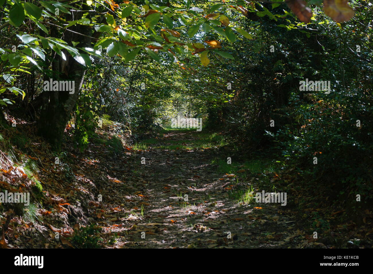 La campagna francese, sentiero ombreggiato sotto gli alberi della foresta, mortemart, Haute-vienne, Limousin Foto Stock