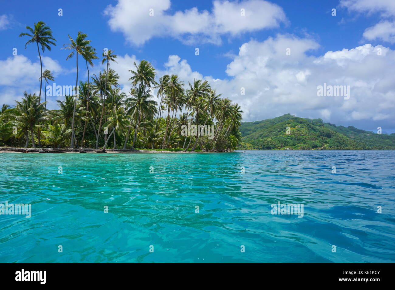 Polinesia francese costa palme di cocco sul motu vavaratea con huahine isola in background, faie, oceano pacifico del Sud e Oceania Foto Stock