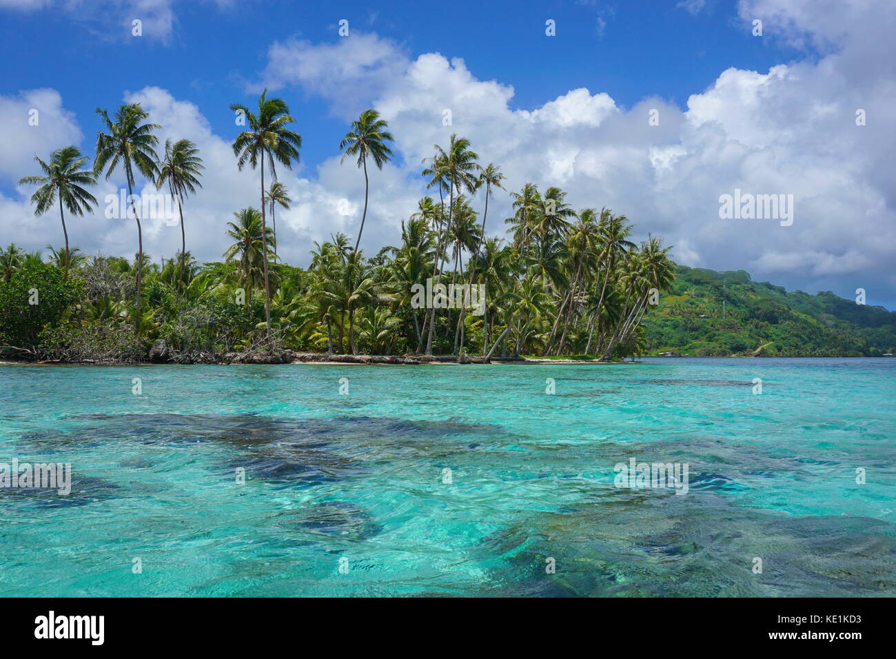 Polinesia francese palme di cocco sul motu vavaratea e acque turchesi della laguna, huahine isola, faie, oceano pacifico del Sud e Oceania Foto Stock
