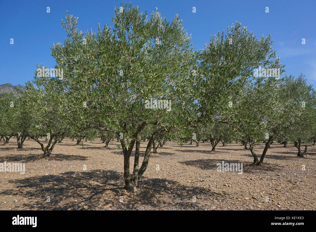 Spagna campo di ulivi con frutti, mediterraneo, rose, Girona, Catalogna Foto Stock
