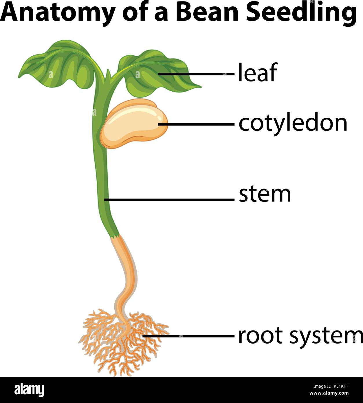 Anatomia della piantina di fagiolo su grafico illustrazione Illustrazione Vettoriale