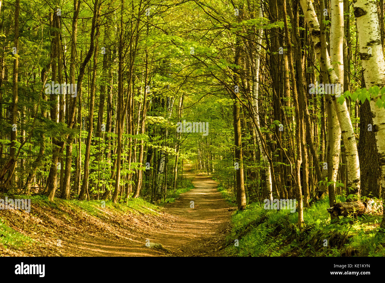 Sentiero, scogliere Mono Provincial Park, vicino Orangeville, Ontario, Canada Foto Stock