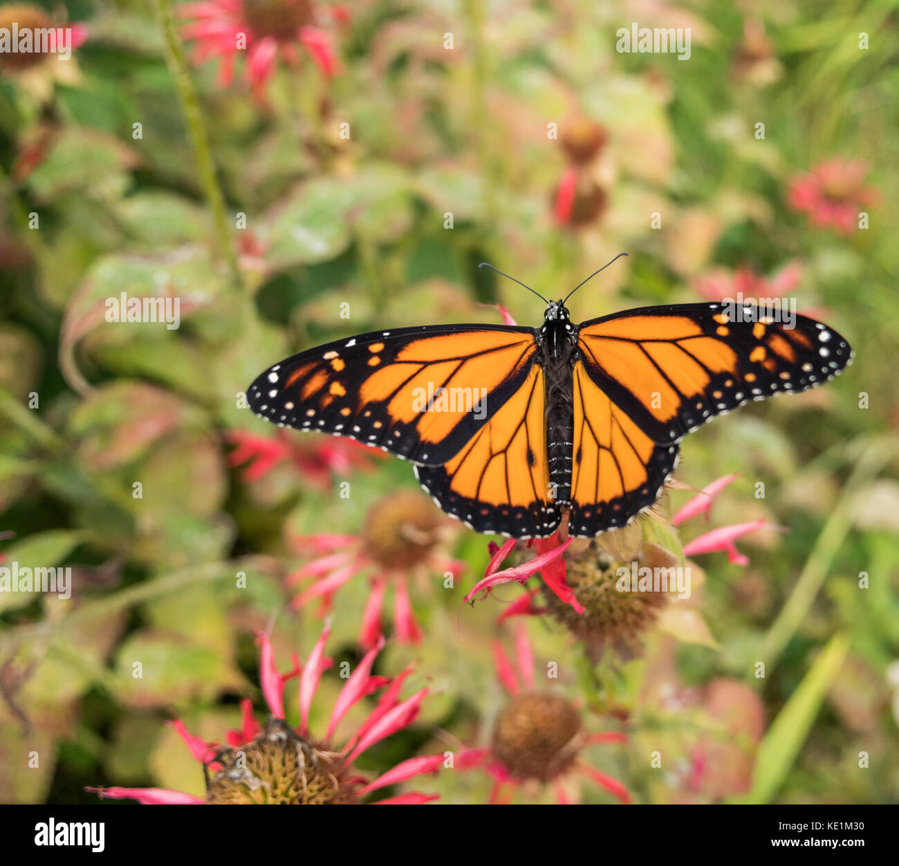 Farfalla monarca, danaus plexippus arroccato su variopinti fiori selvatici in Ontario, Canada Foto Stock