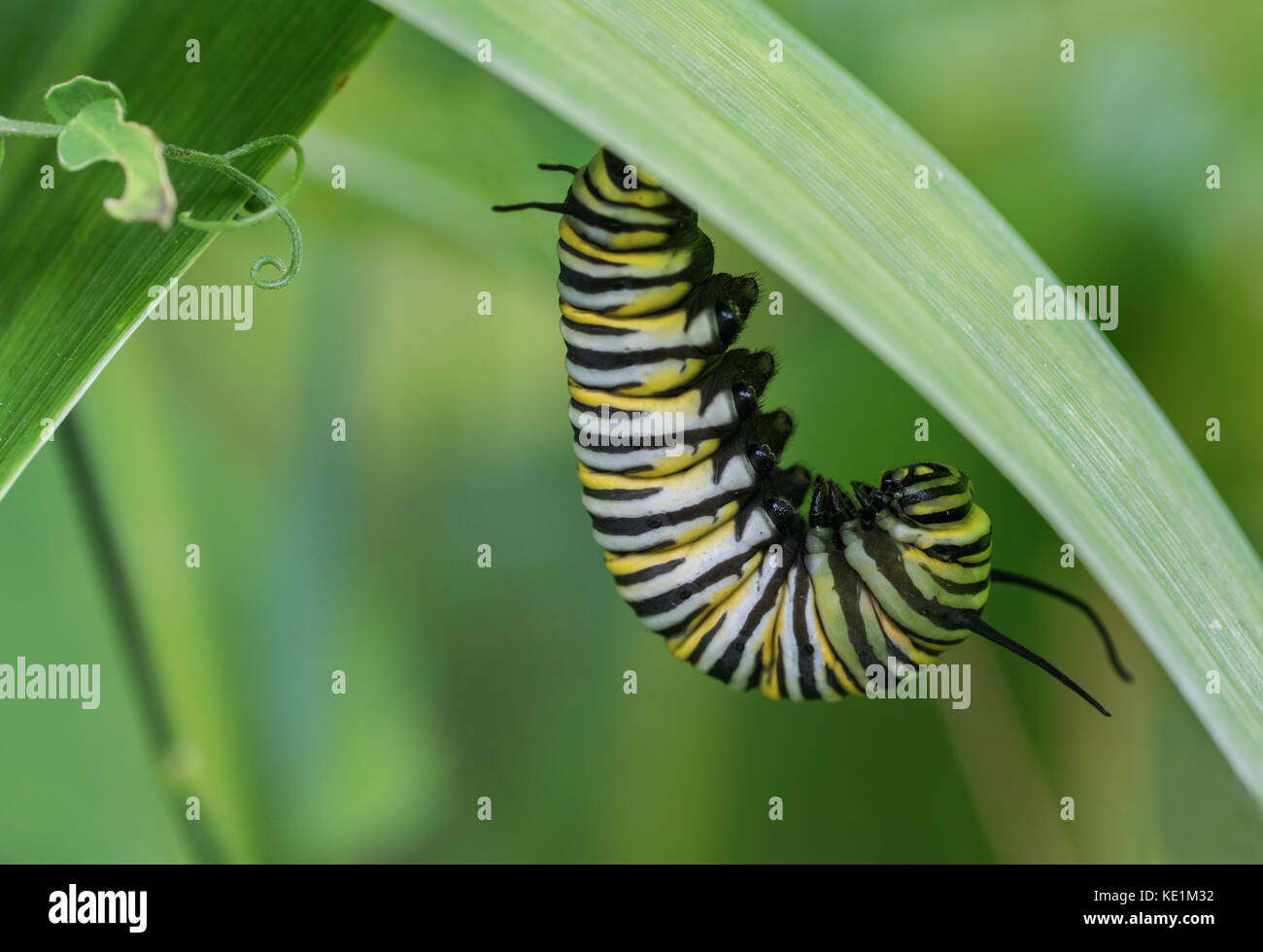 La monarch caterpillar, pre crisalide stadio, appeso sulla foglia in Ontario, Canada Foto Stock