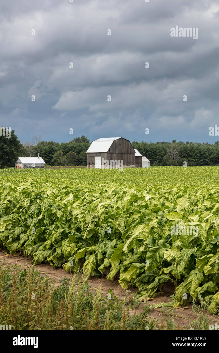 Coltivazione del tabacco nella contea di Norfolk, parte della cintura di tabacco sulla costa meridionale dell'Ontario, Canad Foto Stock