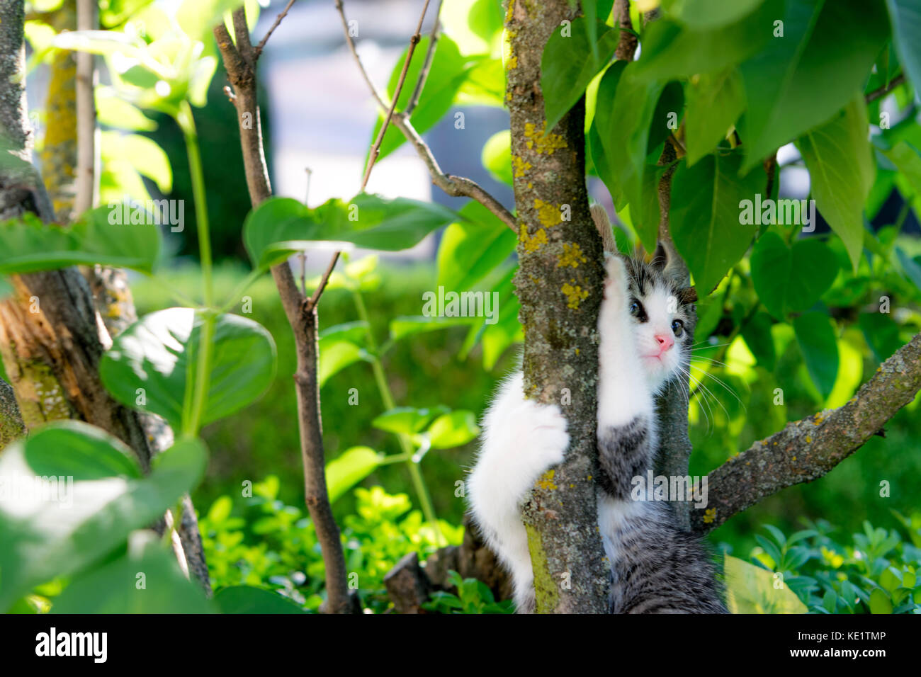 Kitty gioca e si arrampica hedge Foto Stock