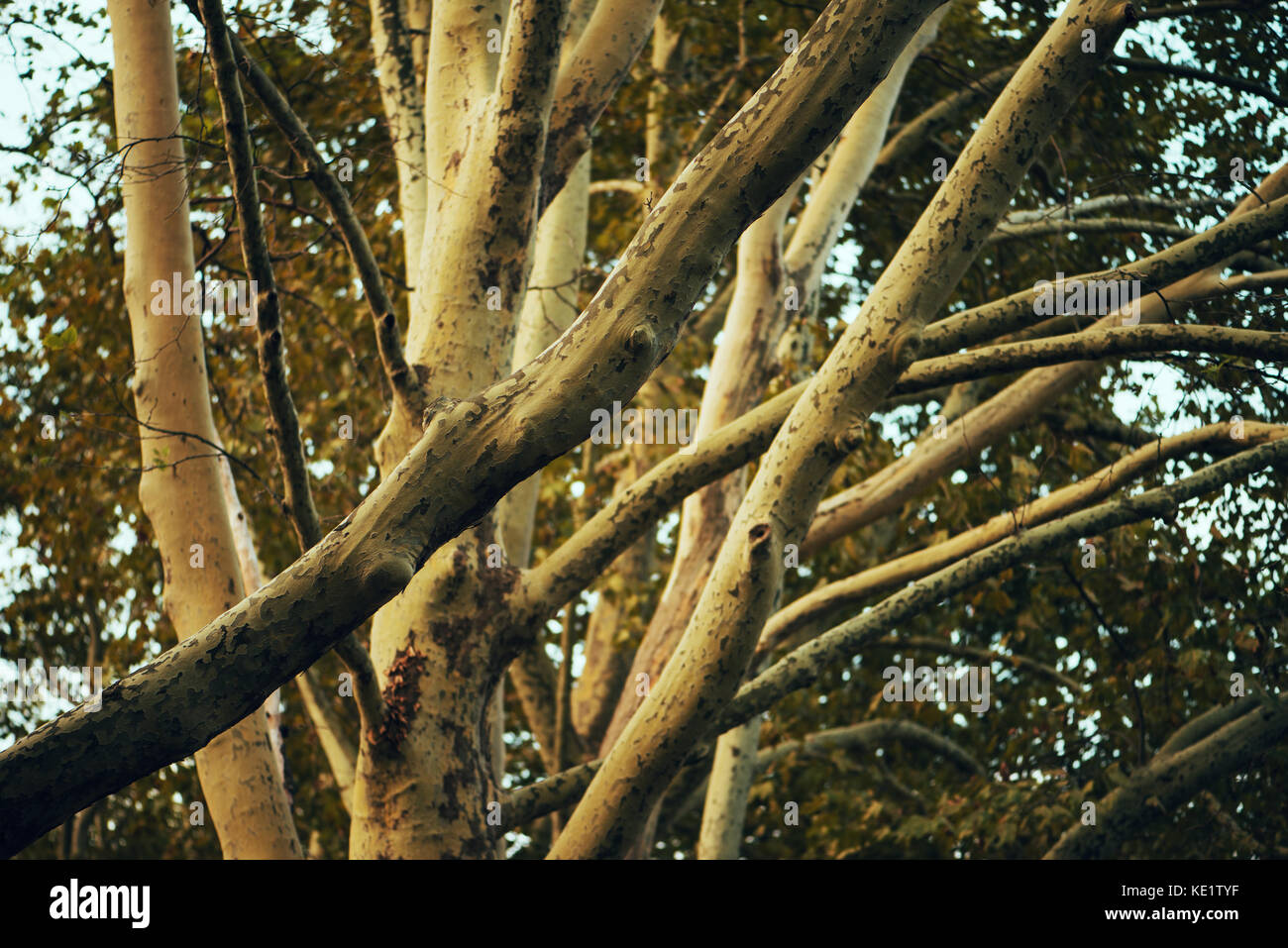 Maple rami di alberi nel parco, piovoso pomeriggio autunnale Foto Stock