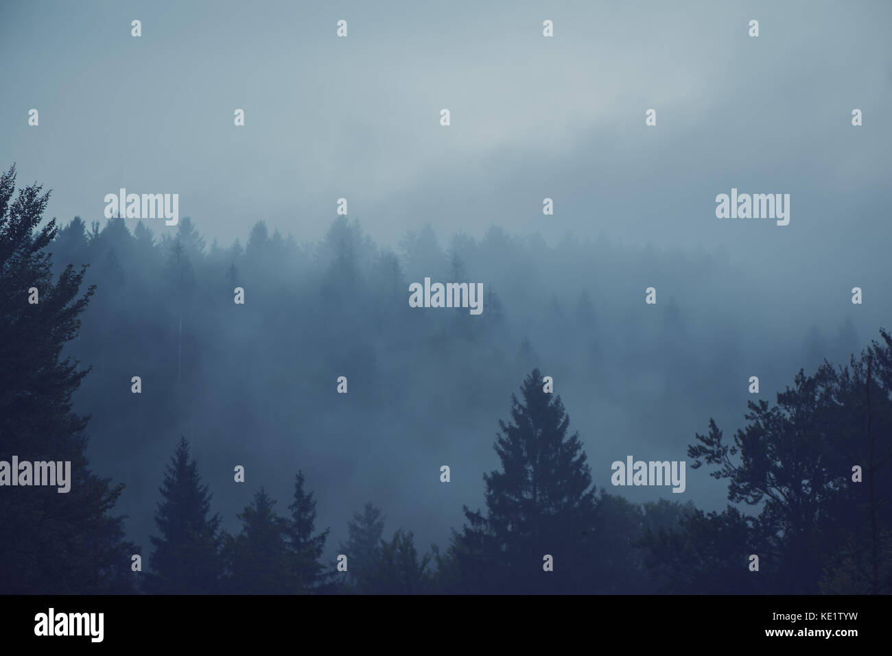 Misty foresta di conifere sempreverdi alberi nel paesaggio di nebbia Foto Stock