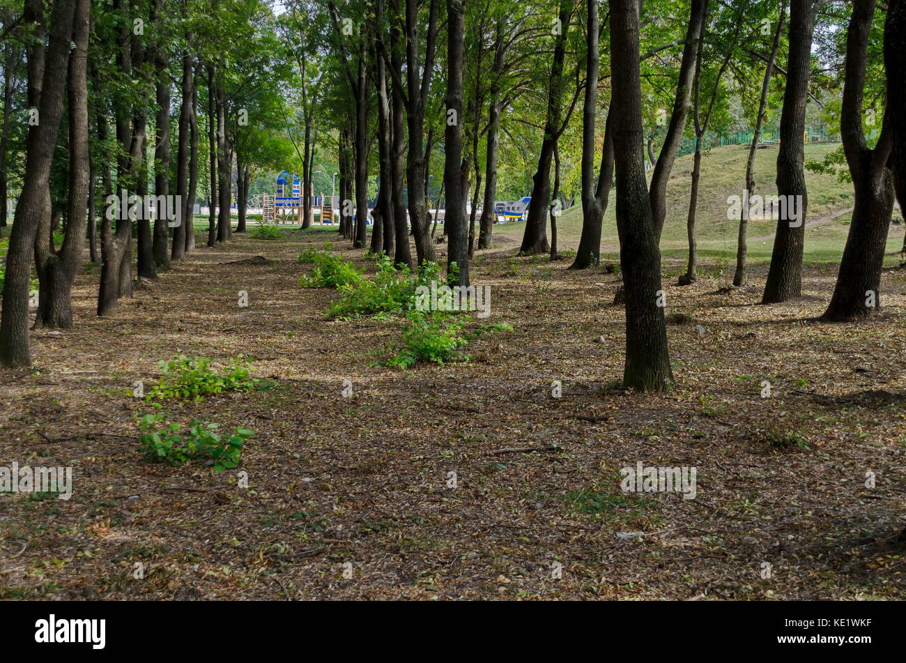 Popolare il parco nord per il resto con autunnale di vecchia foresta nel quartiere vrabnitsa, sofia, Bulgaria Foto Stock