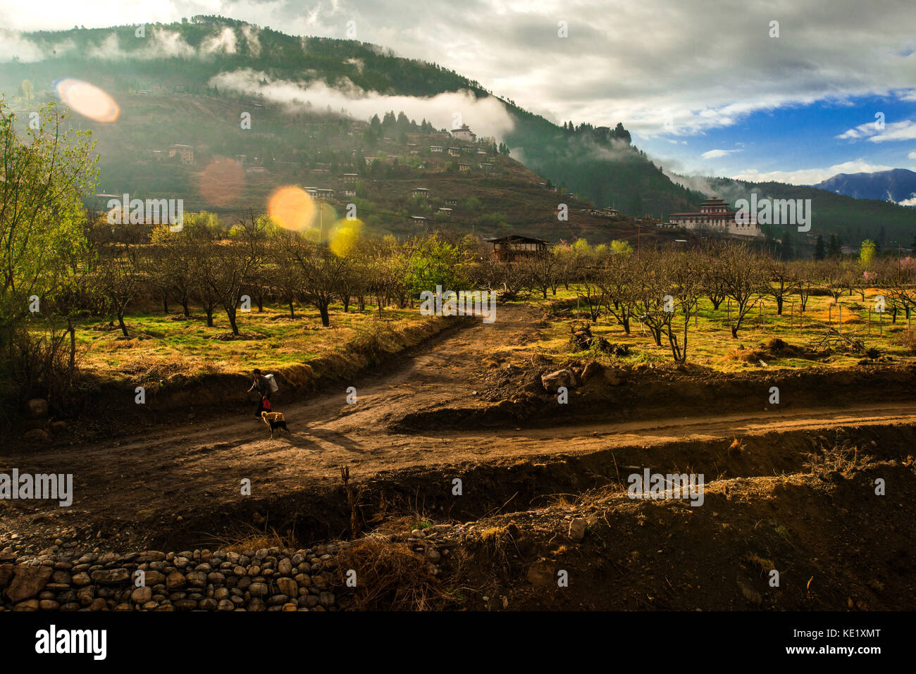 Agricoltura , campo di Paro valley , Paro , il Bhutan. Foto Stock