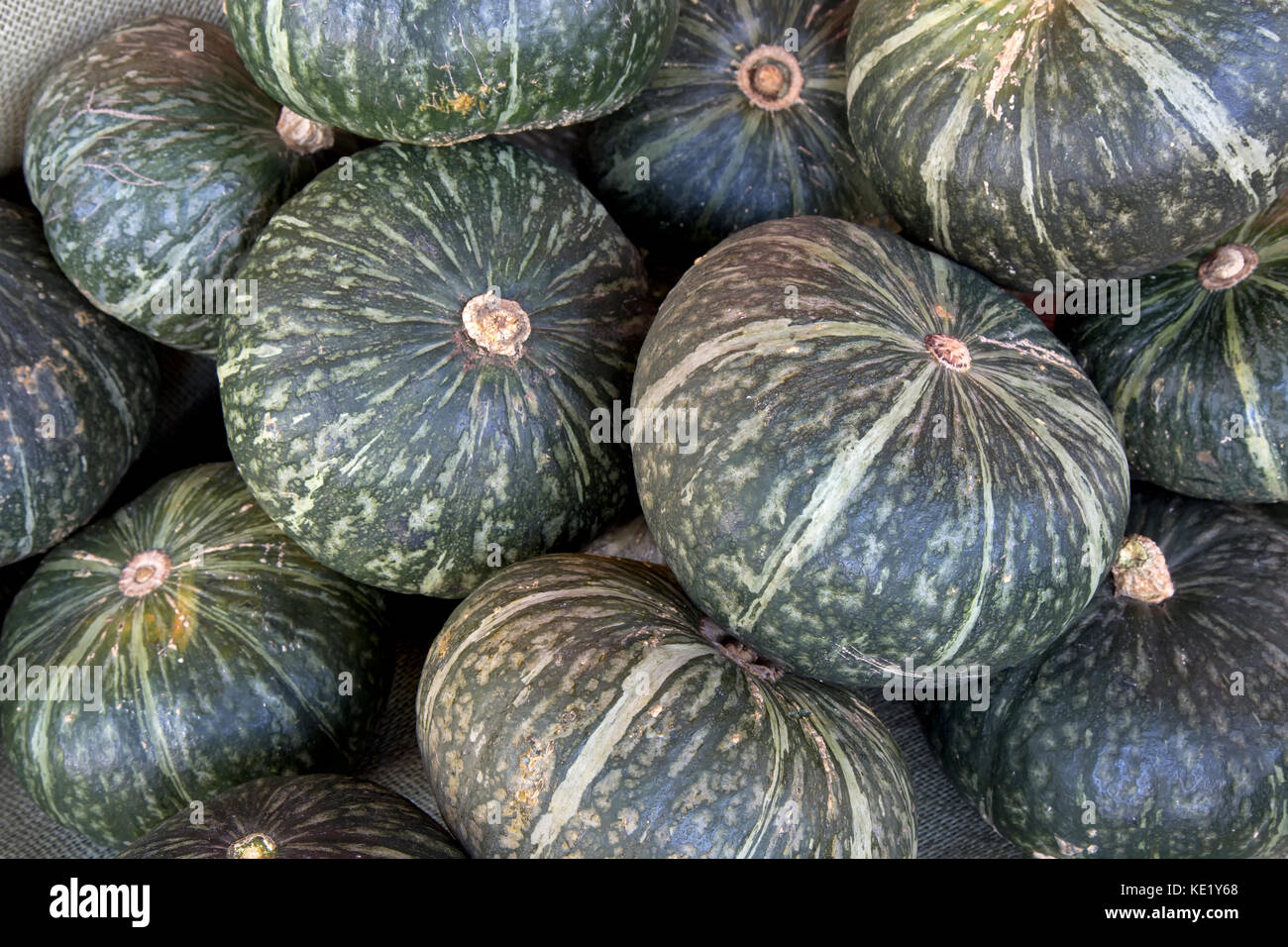 Hrvested 'Kabocha' 'zucca cucurbita maxima' o Moschata, noto anche come la zucca giapponese, San Joaquin County, California, Stati Uniti. Foto Stock