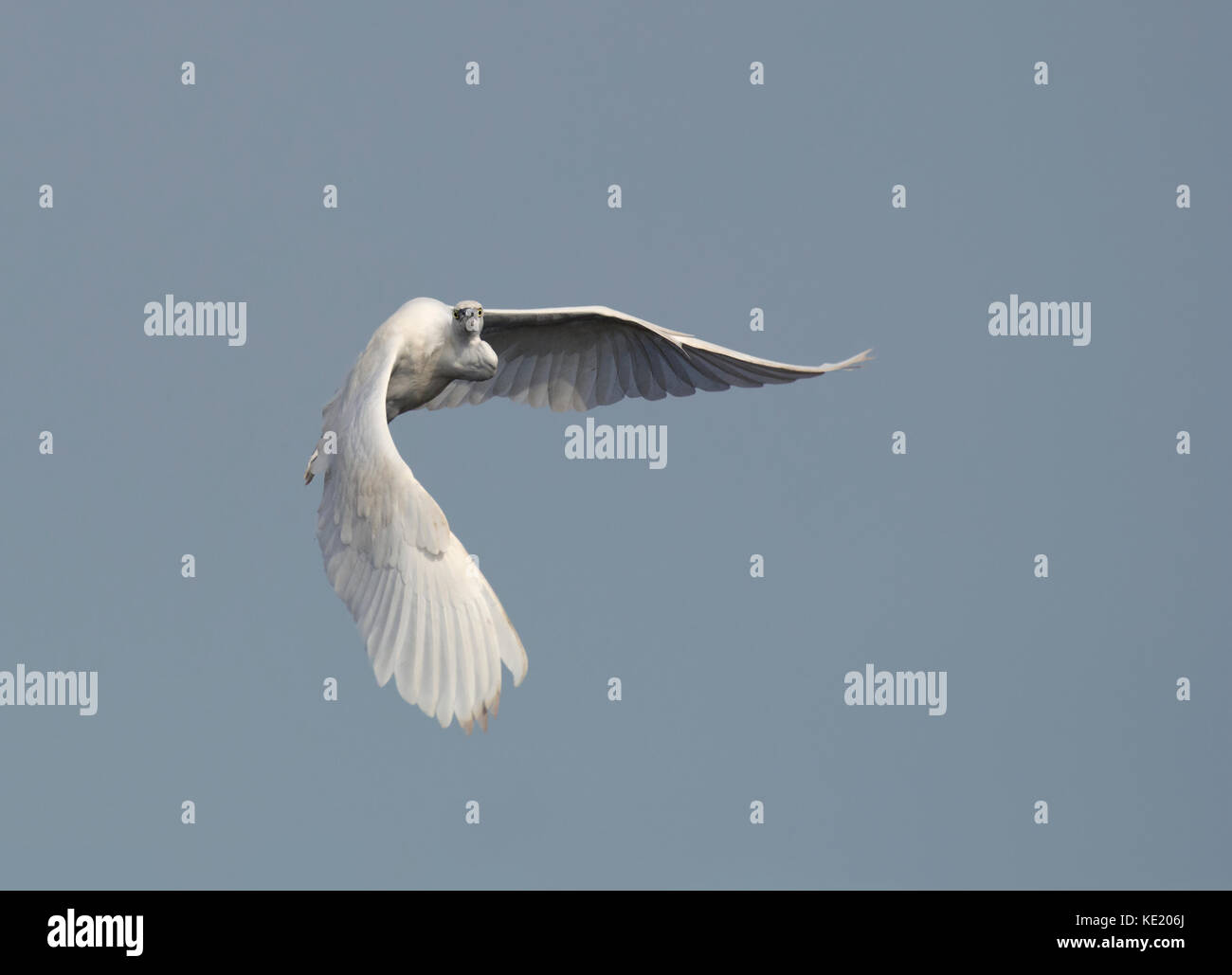 Garzetta, Egretta garzetta, volando sopra la baia di Morecambe lancashire, Regno Unito Foto Stock