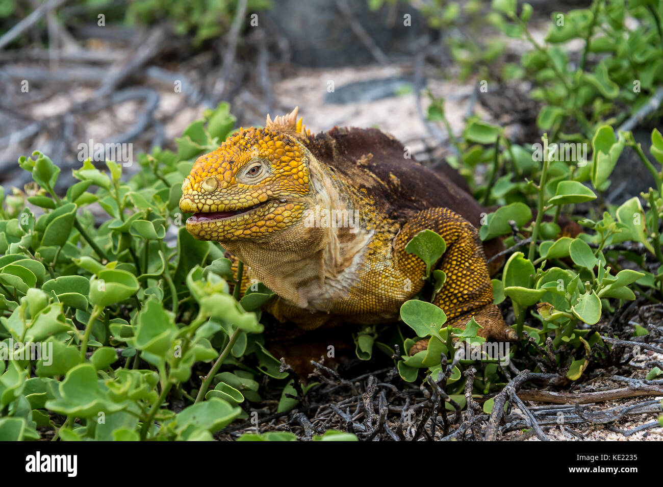 Terra galapagos iguana (conolophus subcristatus) su North Seymour island, galapagos. è principalmente, erbivori altohugh noti per mangiare gli insetti o di carogne Foto Stock