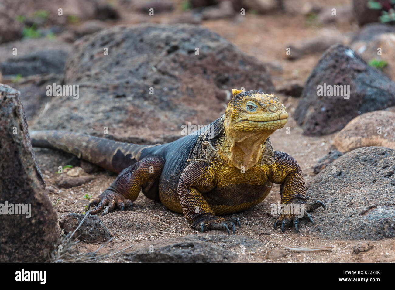 Terra galapagos iguana (conolophus subcristatus) su North Seymour island, galapagos. è principalmente, erbivori altohugh noti per mangiare gli insetti o di carogne Foto Stock