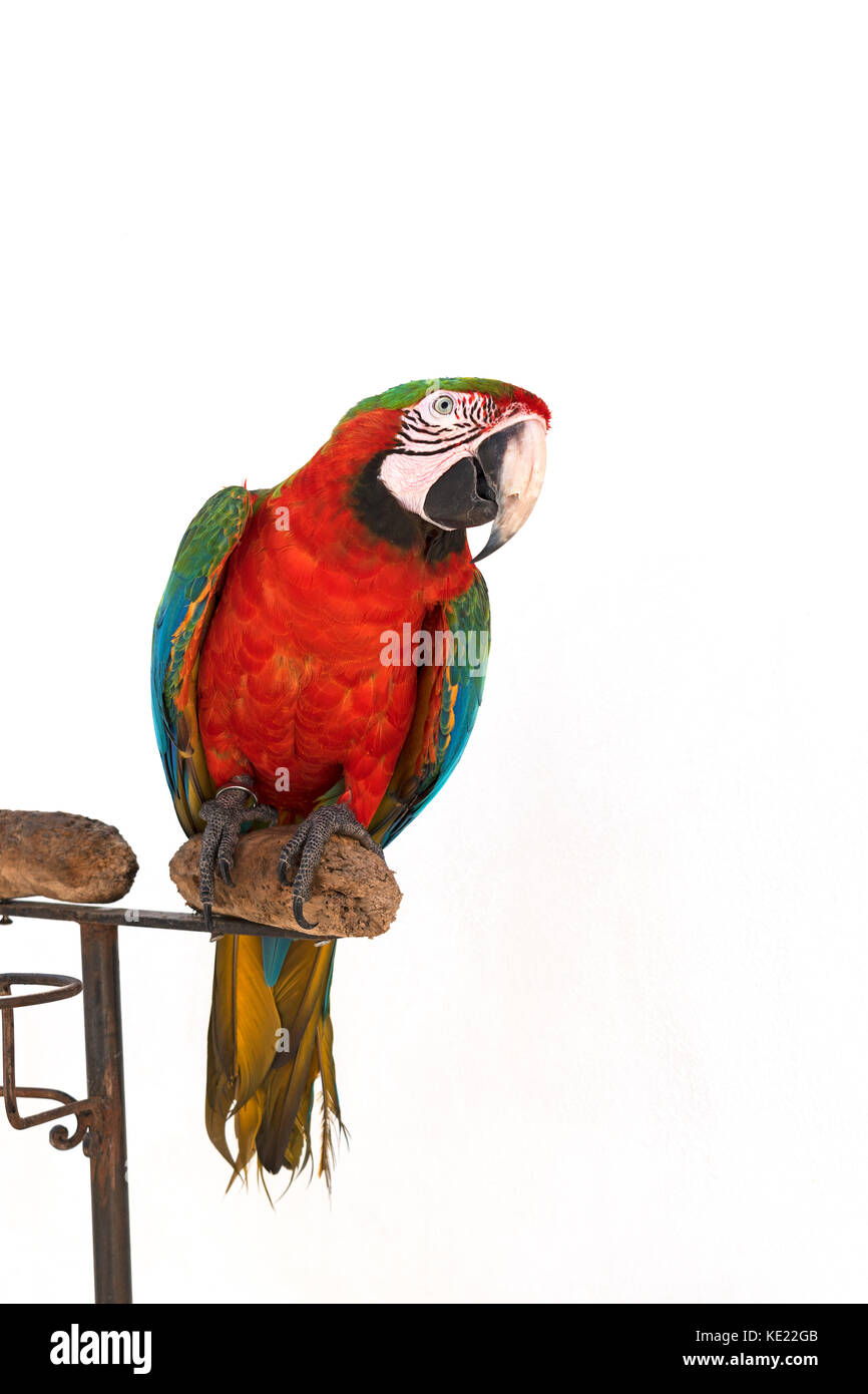 Un pet green winged macaw Foto Stock