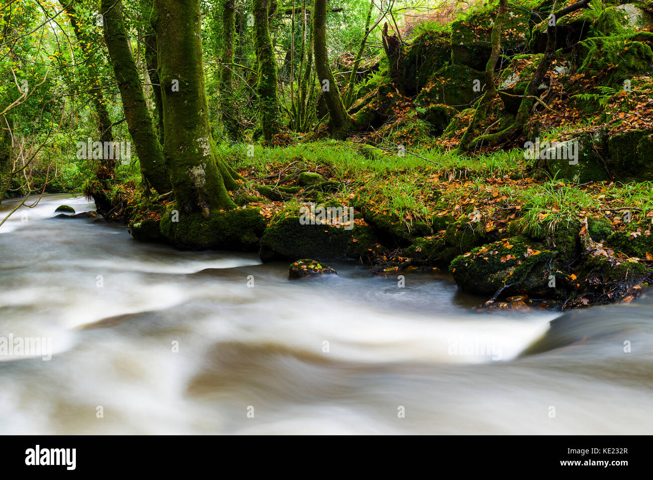 Luxulyan boschi, luxulyan valley, St Austell, Cornwall, Regno Unito. caduta foglie e fiumi gonfi durante le piogge autunnali in Cornovaglia Foto Stock