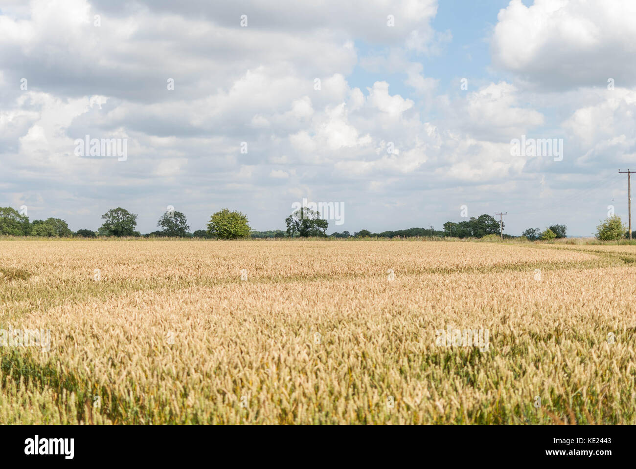 Inglese campo di fieno Foto Stock