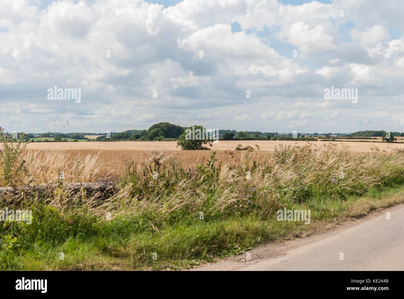 Inglese campo di fieno con il trasporto su strada Foto Stock