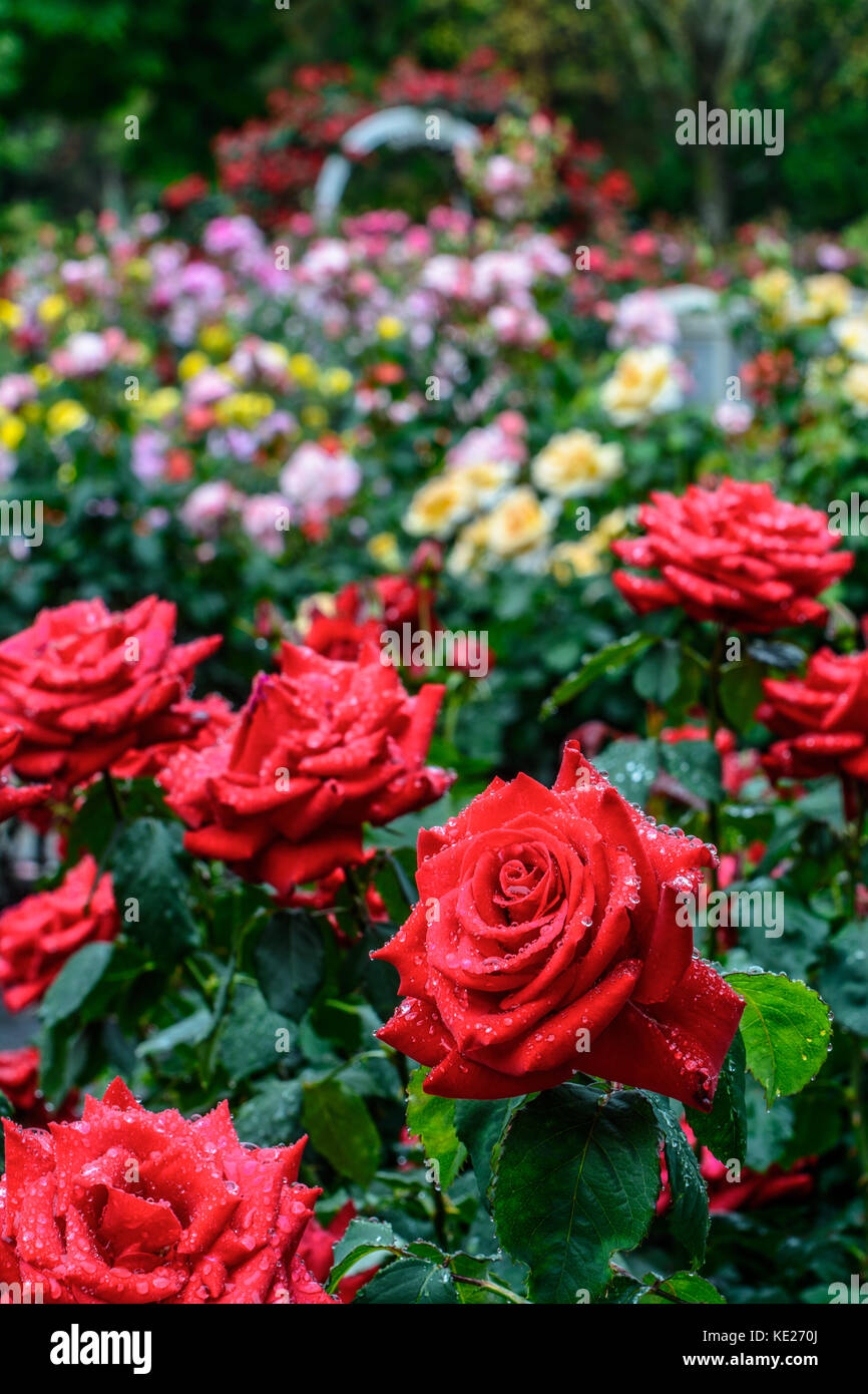 Il Campidoglio Giardino di Rose in piena fioritura di primavera nel centro di Sacramento dopo una molla leggera pioggia. Foto Stock