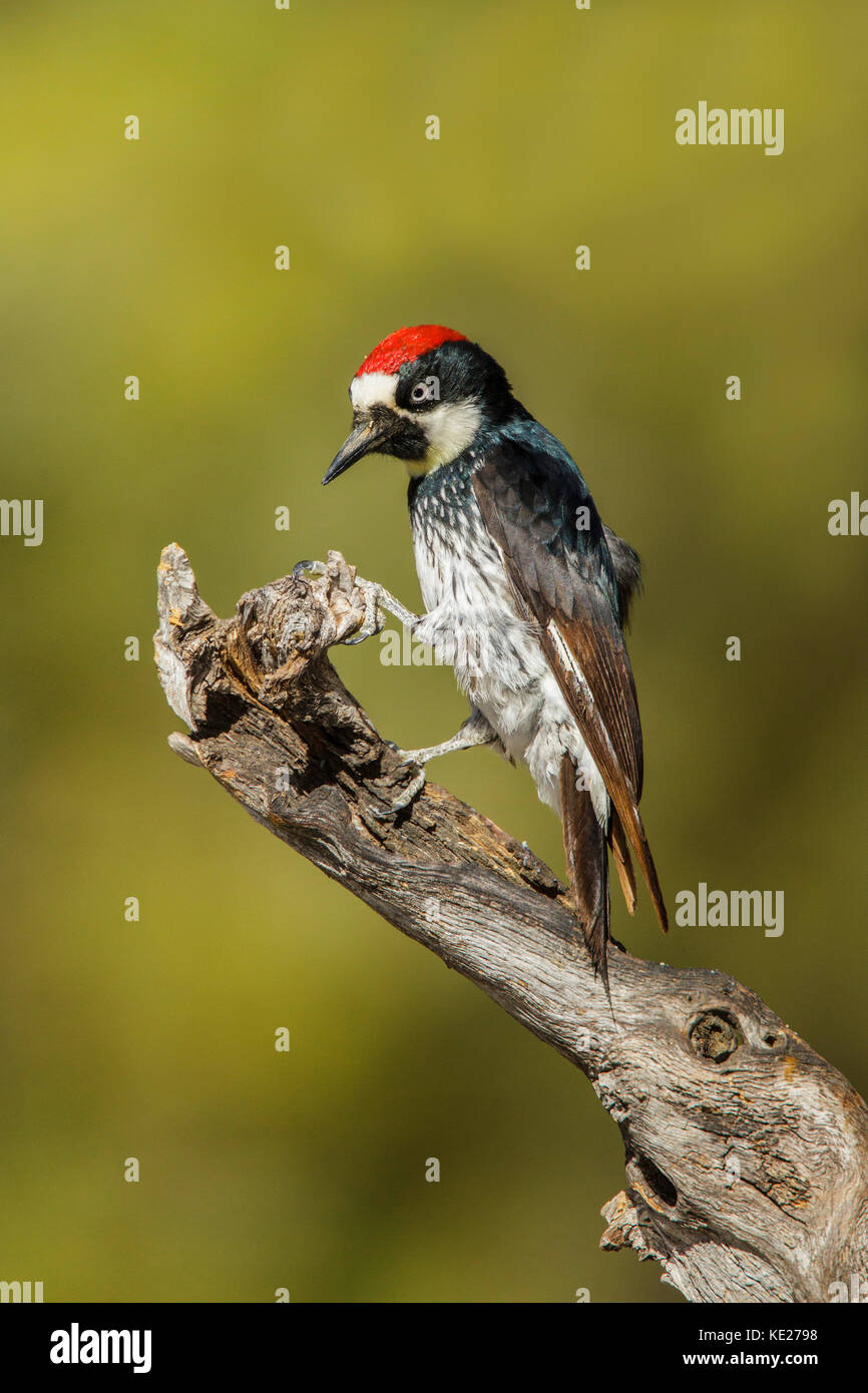 Acorn woodpecker melanerpes formicivorus santa Rita montagne, santa cruz county, Arizona, Stati Uniti 18 Maggio 2017 maschio adulto picidae Foto Stock