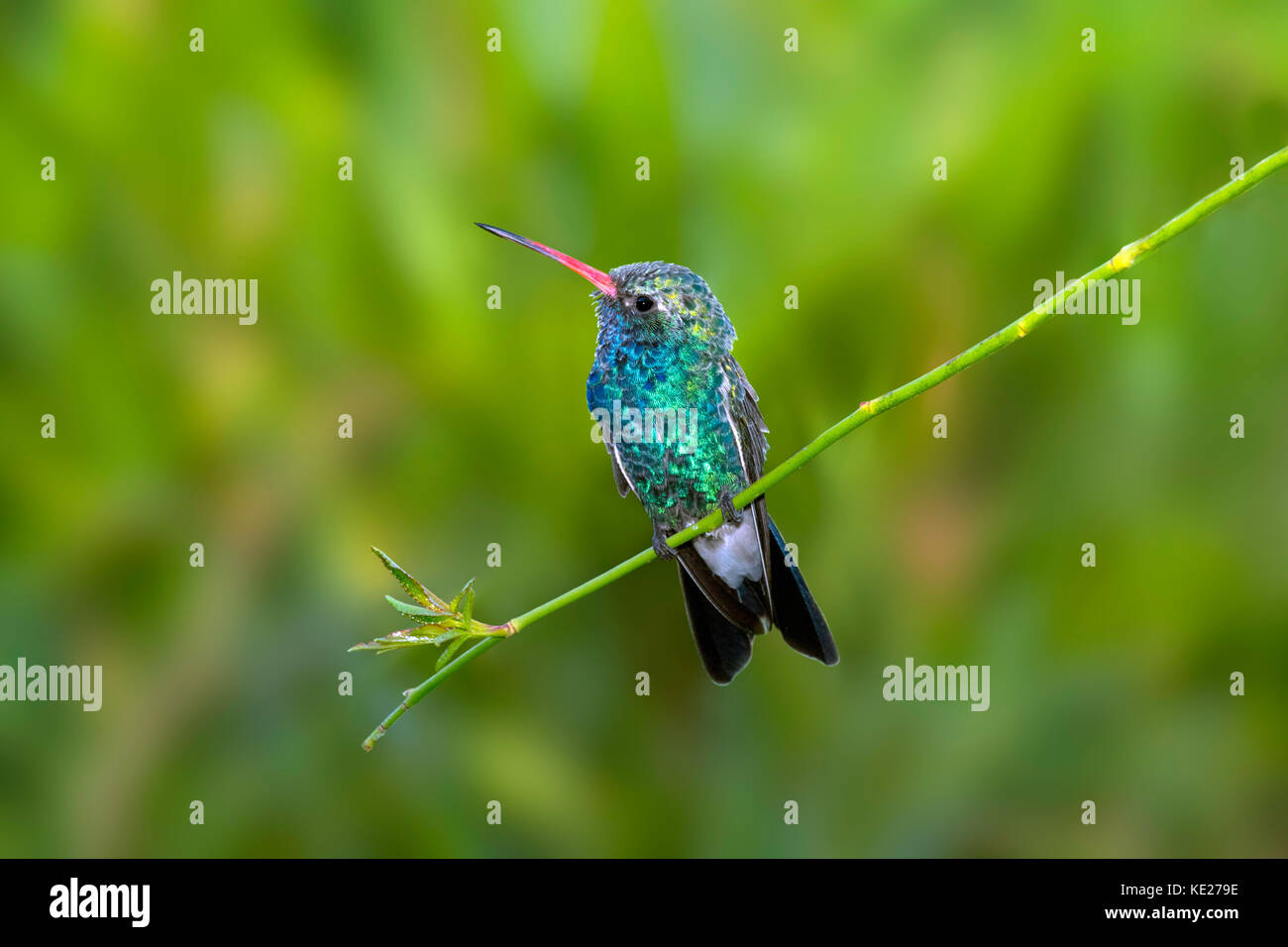 Ampia fatturati hummingbird cynanthus latirostris tucson pima county, Arizona, Stati Uniti 3 ottobre 2017 maschio adulto trochilidae Foto Stock