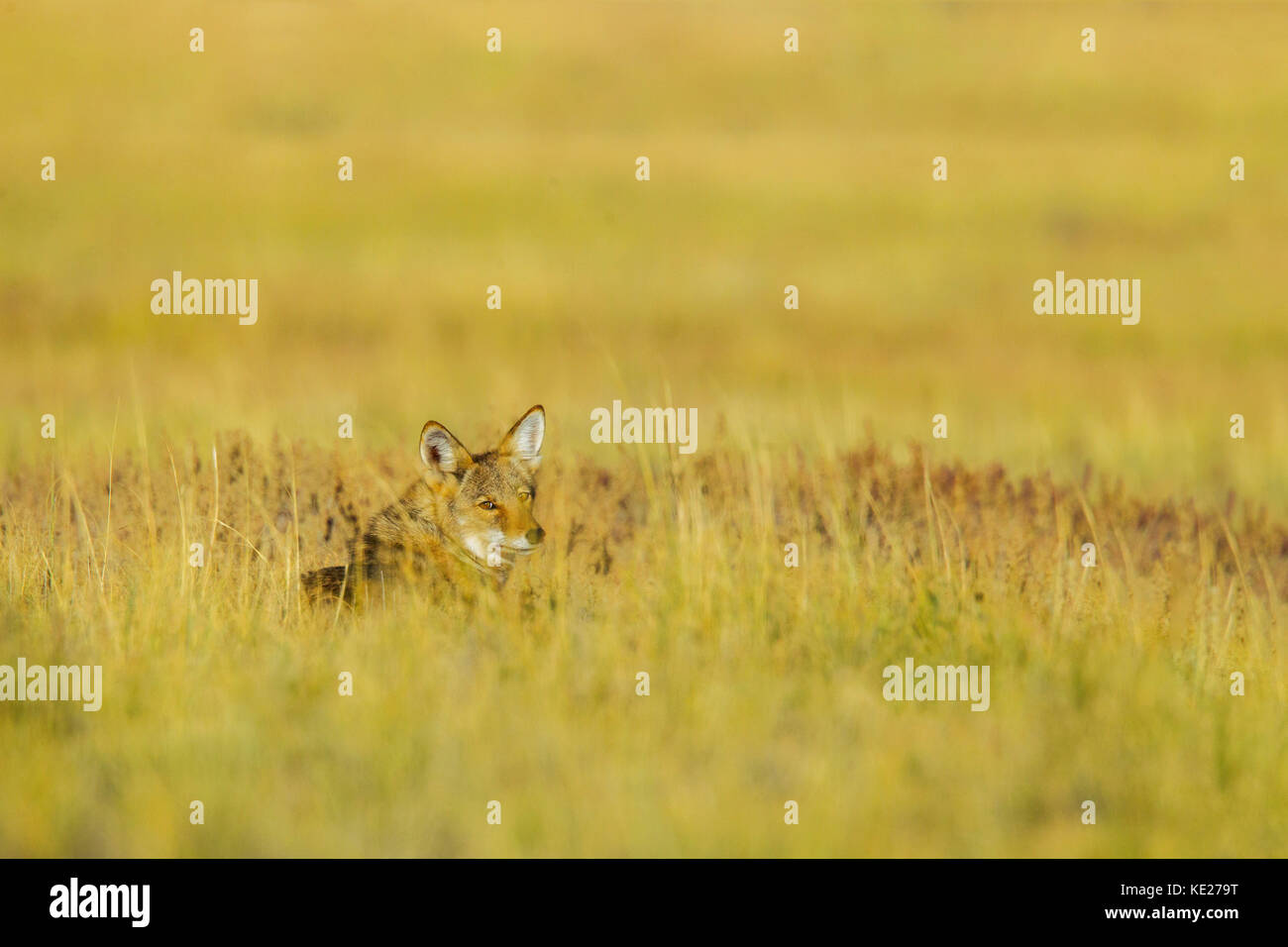 Coyote Canis latrans chaco culture National Historic Park, nageezi, Nuovo Messico, Stati Uniti 19 settembre 2017 adulto canidae Foto Stock