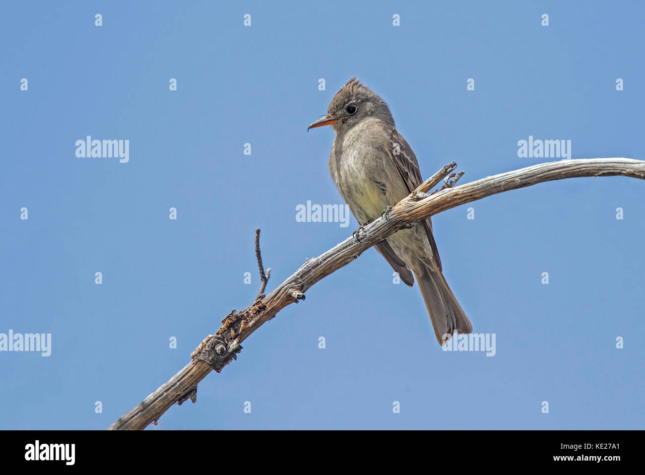 Maggiore pewee contopus pertinax carr canyon, montagne huachuca, nar sierra vista. Arizona, Stati Uniti 1 giugno 2017 tyrranidae adulti Foto Stock