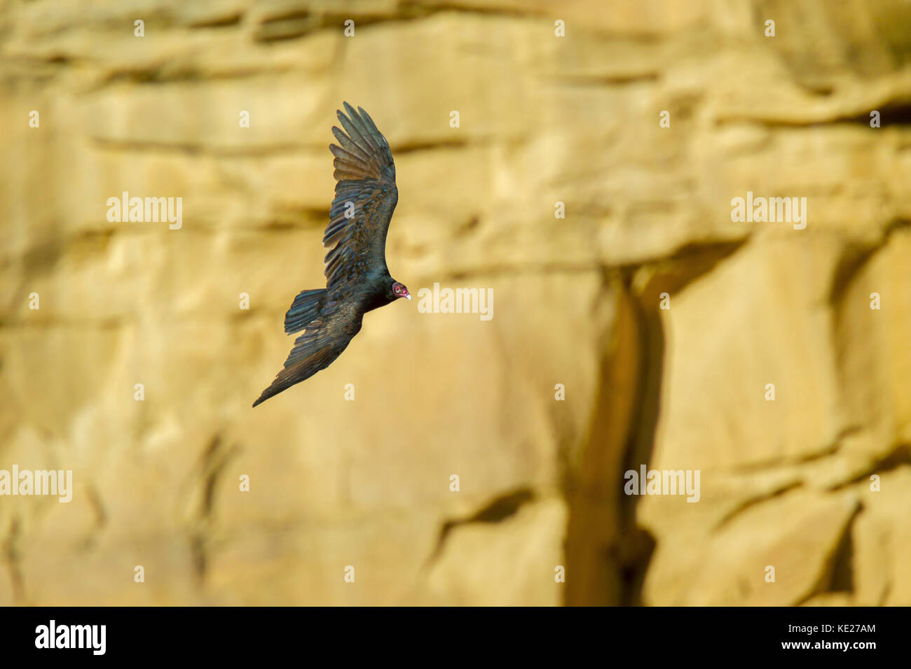 La Turchia vulture Cathartes aura chaco culture National Historic Park, nageezi, Nuovo Messico, Stati Uniti 19 settembre 2017 adulto se il volo. Foto Stock