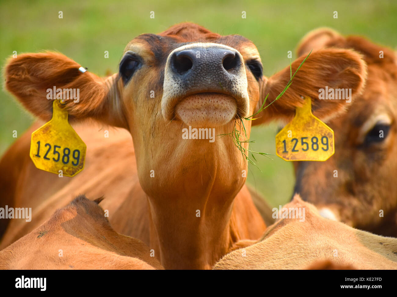 Mucca closeup con etichette di identificazione nelle orecchie. Foto Stock