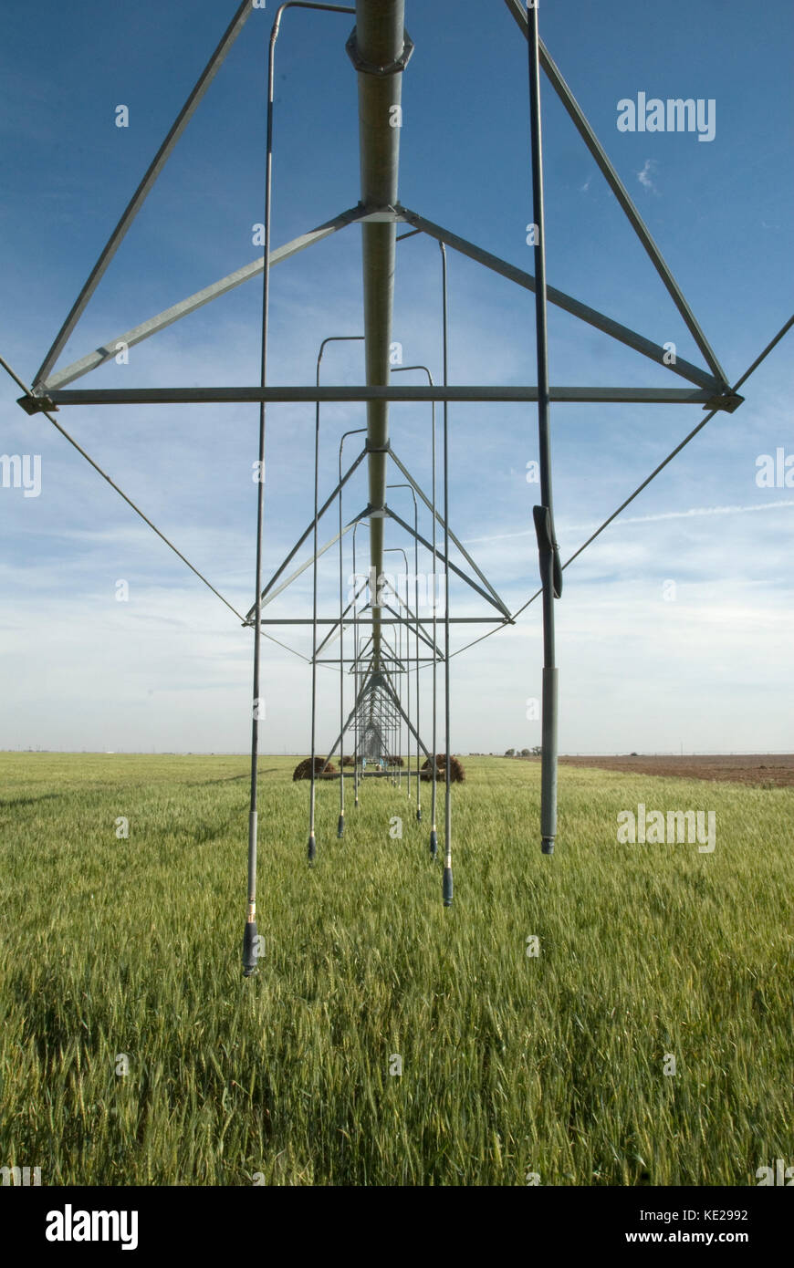 Texas grano sotto il centro di rotazione del sistema di irrigazione Foto Stock