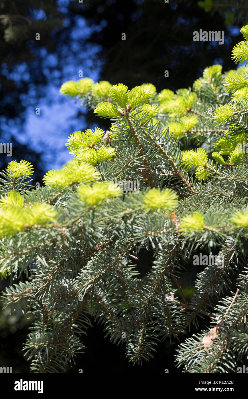 20 Semi Di Abete Greco (Abies Cephalonica) | Per Bonsai, Ornamentale E Rimboschimento | Richiede Stratificazione A Freddo E Semina Primaverile - Foto 3
