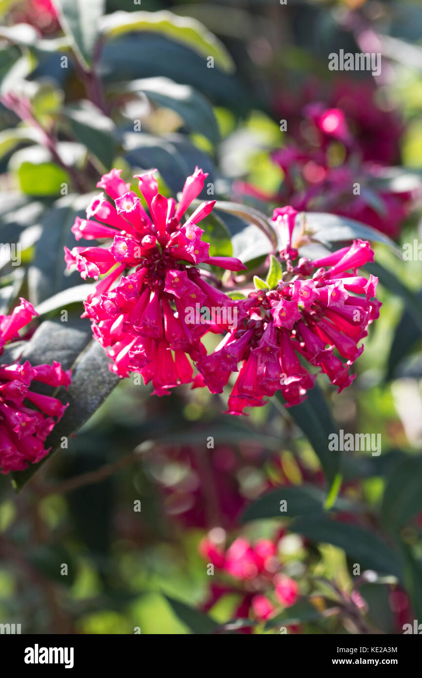 Roter Hammerstrauch, Mexikanischer Hammerstrauch, Cestrum elegans, Habrothamnus elegans, porpora cestrum, Red Cestrum, Pink Cestrum, cestrum élégant, H. Foto Stock