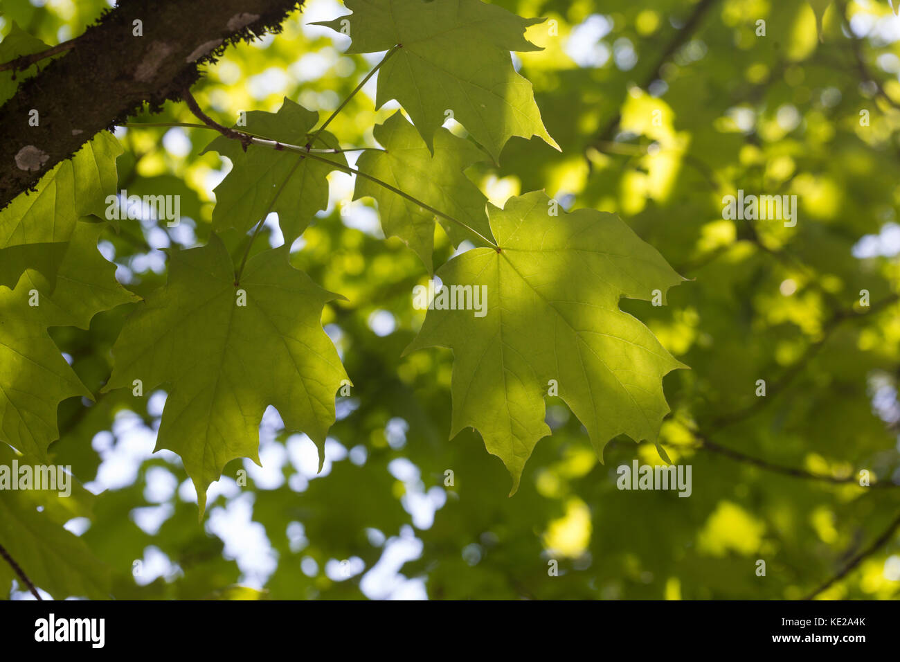 Zucker-Ahorn, Zuckerahorn, Echter su Zucker-Ahorn, Acer saccharum, Acer palmifolium, Saccharodendron saccharum, Maple, acero di Rock, L'érable à Sucre Foto Stock