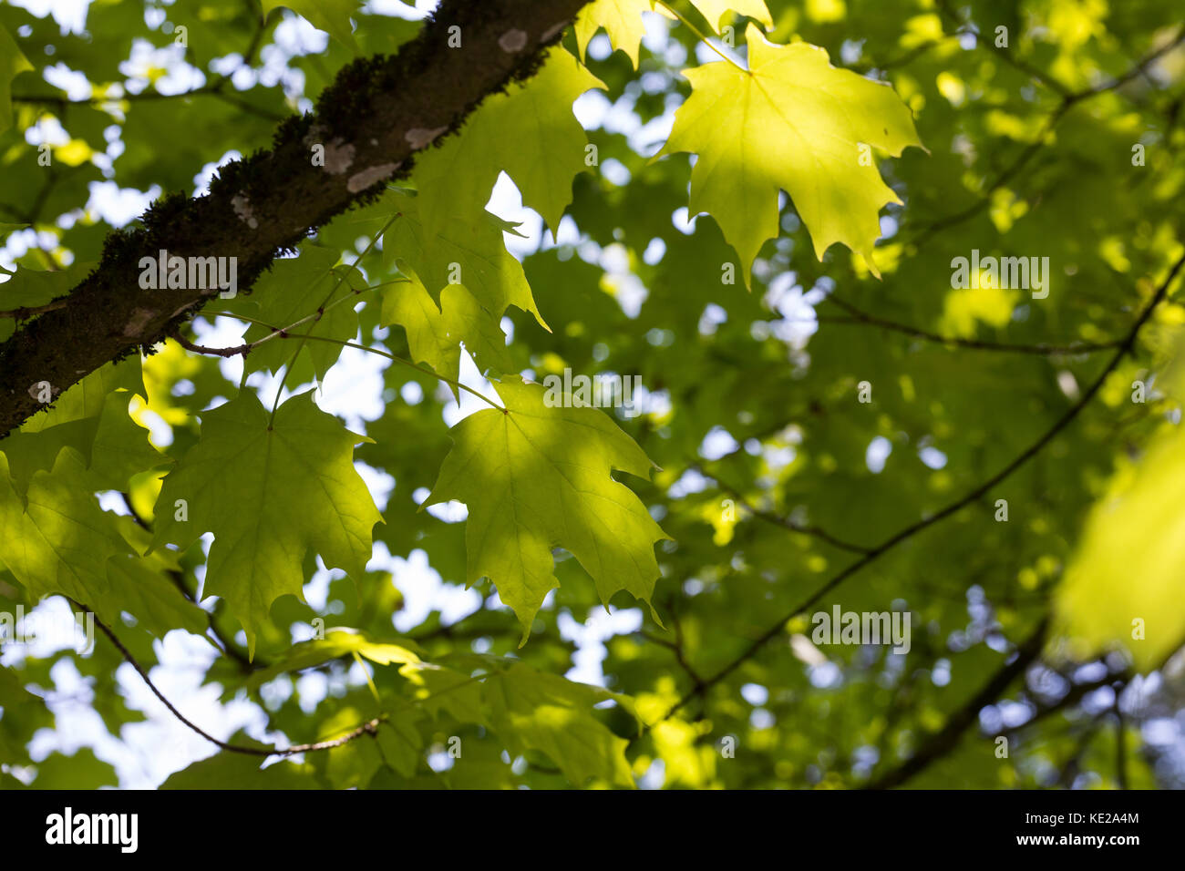 Zucker-Ahorn, Zuckerahorn, Echter su Zucker-Ahorn, Acer saccharum, Acer palmifolium, Saccharodendron saccharum, Maple, acero di Rock, L'érable à Sucre Foto Stock