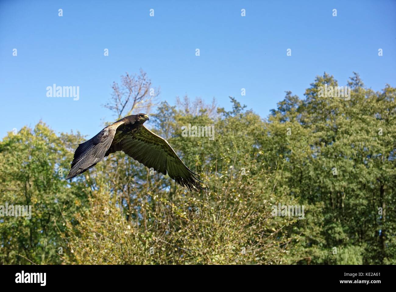 Der Aguja (Geranoaetus melanoleucus, auch Blaubussard, Kordillerenadler oder die Aguja Foto Stock