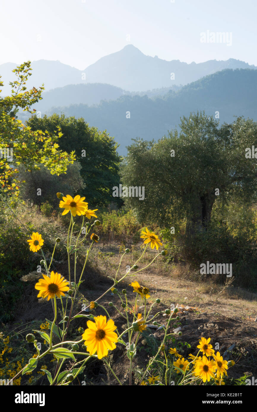 Vista est alle montagne dal terreno coltivabile vicino a spiaggia dorata o Chrysi Ammoudia, Thassos, Grecia, isola greca, Settembre. Foto Stock