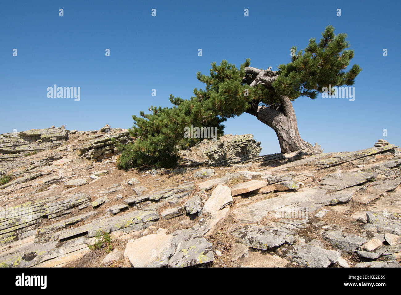 Albero di pino sulla sommità del Ipsarion o Ypsario montagna, Thassos, Grecia, isola greca, Settembre. Foto Stock