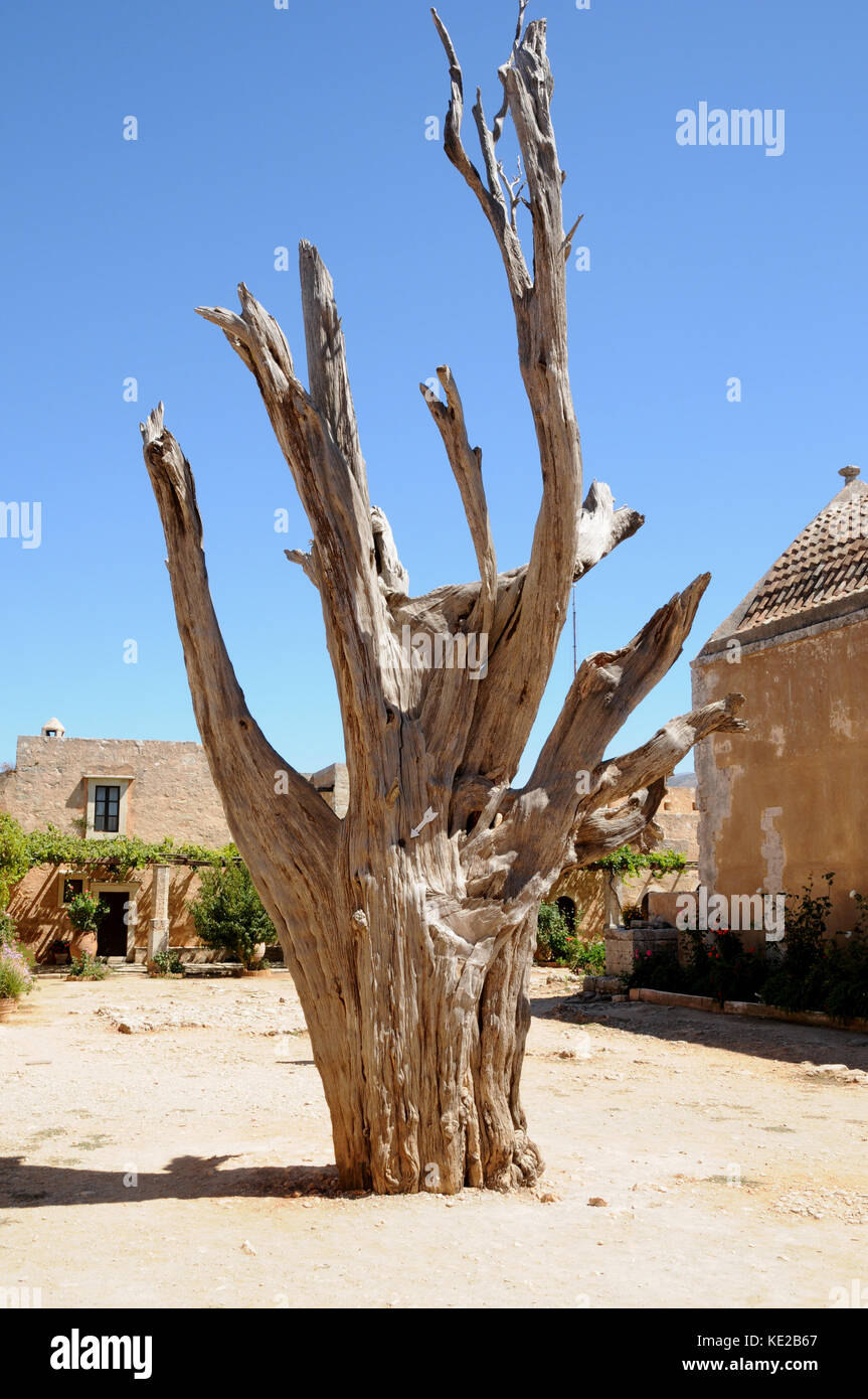 Il BThe Bullet albero a Santo Monastero di Arkadi vicino Rythymno sull isola di Creta. La struttura ad albero è una reliquia dal 1886 battaglia contro i Turchi. Foto Stock