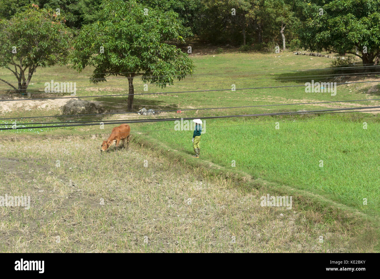 Avendo cura di riso business. Foto Stock